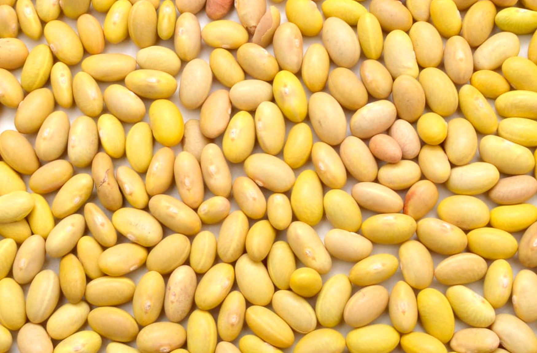 Yellow Beans